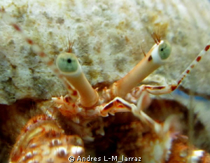 Hermit Crab.Eyelashes by Andres L-M_larraz 